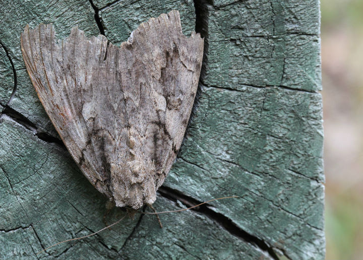 Sweetheart Underwing Moth